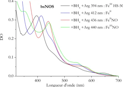Figure 33 : Spectres d'absorption UV-visible de bsNOS en présence du cofacteur BH 4  et  du substrat arginine à l'état Fe III  (noir), Fe II  (bleu), Fe II NO (rouge) et Fe III NO (vert)