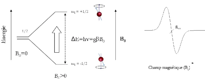 Figure 39 : Représentation schématique de l’effet Zeeman et du signal RPE associé pour un  système de spin S = 1/2