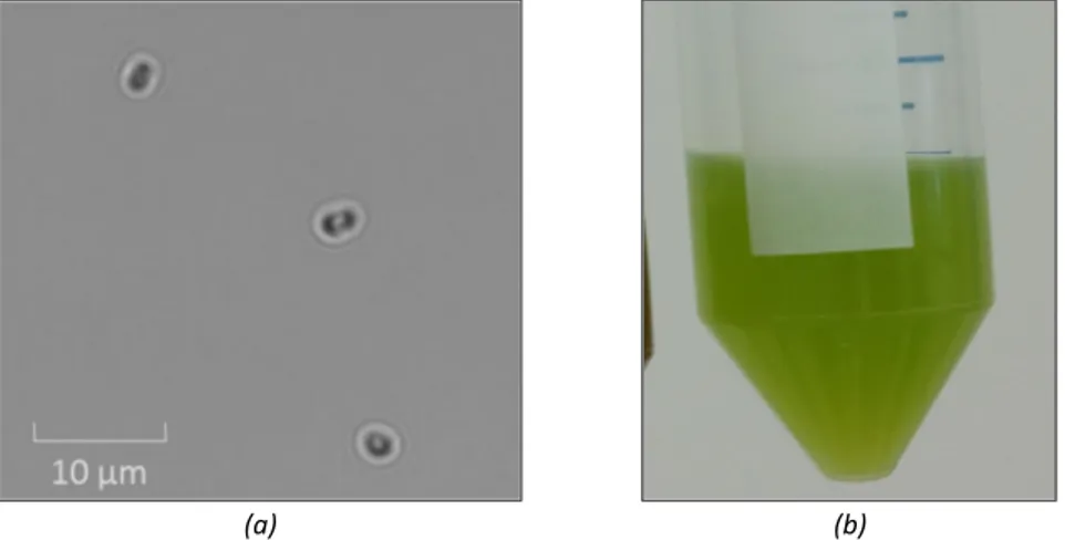 Figure  52  :  (a)  Photographie  au  microscope  optique,  objectif  x40  ;  (b)  Photographie  classique  d’un  tube  contenant  Nannochloropsis Gaditana à environ 10 7  algues/mL. 
