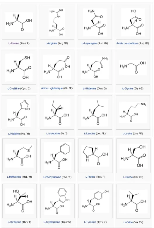 Fig. 2.2 – Les acides amin´ es et leurs noms cod´ es