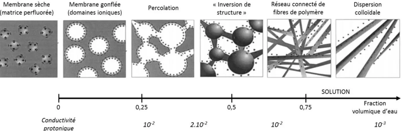 Figure I.4  Inuence de l'eau sur la structure du Naon. Figure extraite de l'article de Gebel [5]