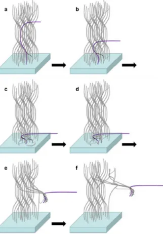 Figure 27. Modèle de mécanisme d’étirage proposé par C. Zhu et al. [143]. 