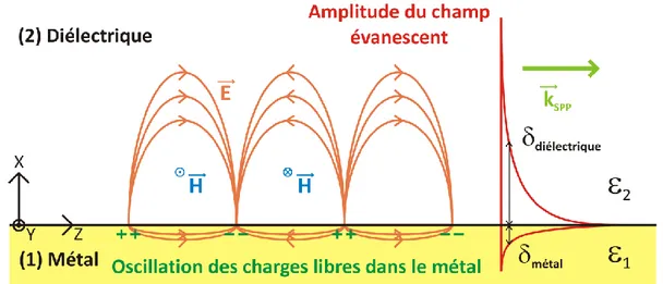 Figure 3 : Distributions des champs E et H associés au SPP le long d’une simple interface métal/diélectrique 