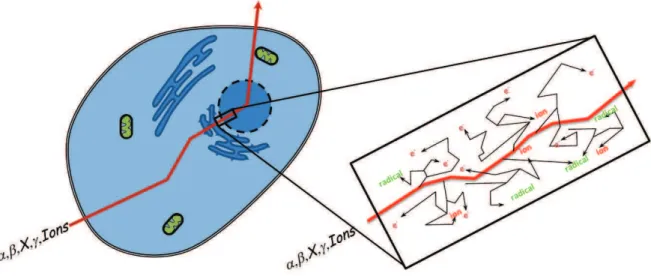 Figure 1.1: Schéma de principe du passage d’une particule ionisante de haute énergie au travers d’une cellule vivante.