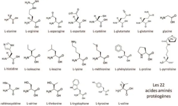 Figure 2.4: Formules semi-développées des 22 acides aminés protéogènes que l’on peut rencontrer chez un être vivant.