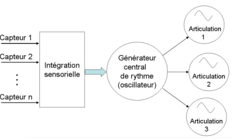 Fig. 3.6 – Int´egration d’entr´ees sensorielles dans une architecture `a base de CPG