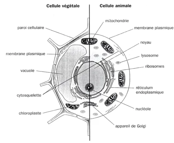 Figure 7 : Schéma d'organisation comparée d'une cellule végétale et d'une cellule animale  (Tracqui et Demongeot, 2003) 