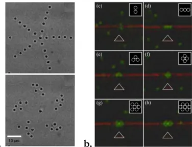 Fig. I.11 – a. Piégeage de billes de silice de 0.99 µm de diamètre assemblées selon différents motifs par pinces optiques  holographiques (extrait de [ref  26])