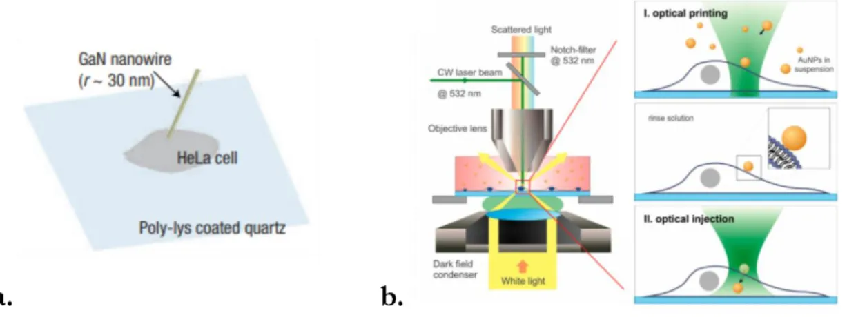 Fig.  I.15  –  a. Nanofils  de  GaN  manipulés  par  pinces  optiques  et  utilisés  pour  sonder  la  membrane  d’une  cellule cervicale humaine cancéreuse (HeLa) (extrait de [ref  61])