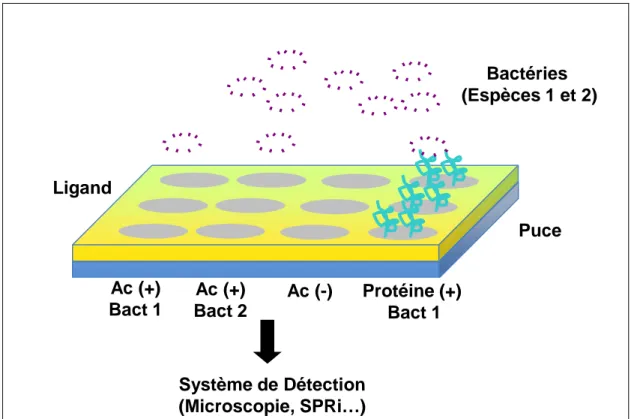 Figure 2.1 : Stratégie de détection des bactéries sur un support miniaturisé (puce), avec des ligands immobilisés,  spécifique ou non pour une population bactérienne donnée