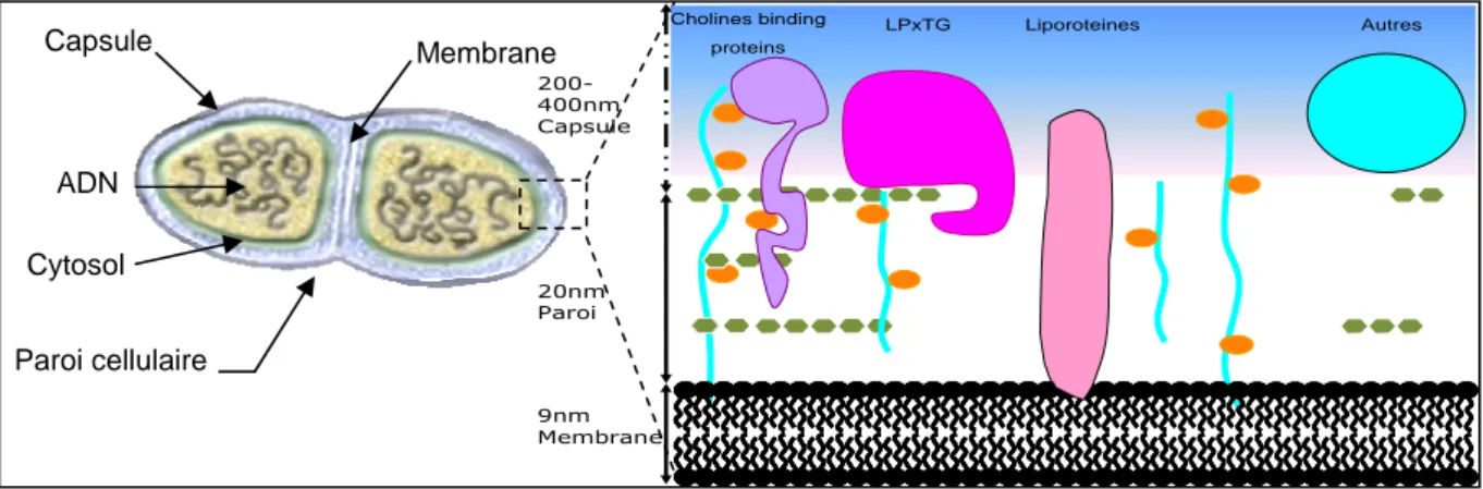 Figure  2.6 :  Structure  et  composition  du  pneumocoque  avec  l’organisation  de  ses  protéines  de  surface  (Cbps,  LpxTG, lipoprotéines...)