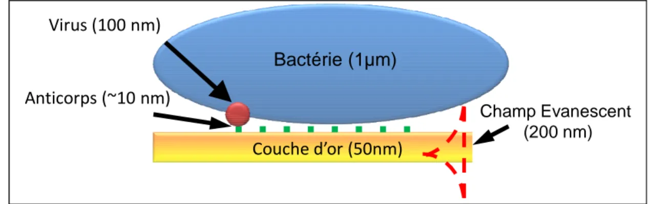 Figure 2.12 : Comparaison de la taille des différentes entités biologiques et du champ évanescent