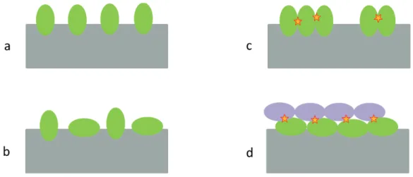 Figure  4-7.  Schéma  de  l’adsorption  de  molécules  sur  une  surface  plane :  (a)  cas  idéal  d’une  adsorption  monocouche  sur  une  surface  homogène  (isothermes  de  Langmuir et de Jovanovic), (b) adsorption monocouche sur une surface hétérogène