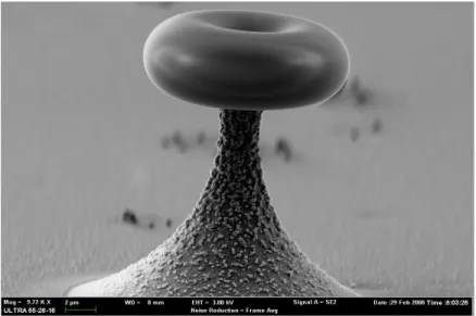 Figure 3 : A &#34;whispering gallery&#34; as seen by scanning electron microscopy. The torus has been &#34;polished&#34; by  annealing