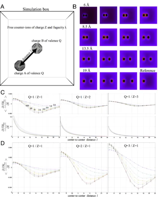 Figure 2: Like-charge attraction. (A) Illustration of the simulation cubic box, where each side is 32 Ålong with 65 equally spaced points