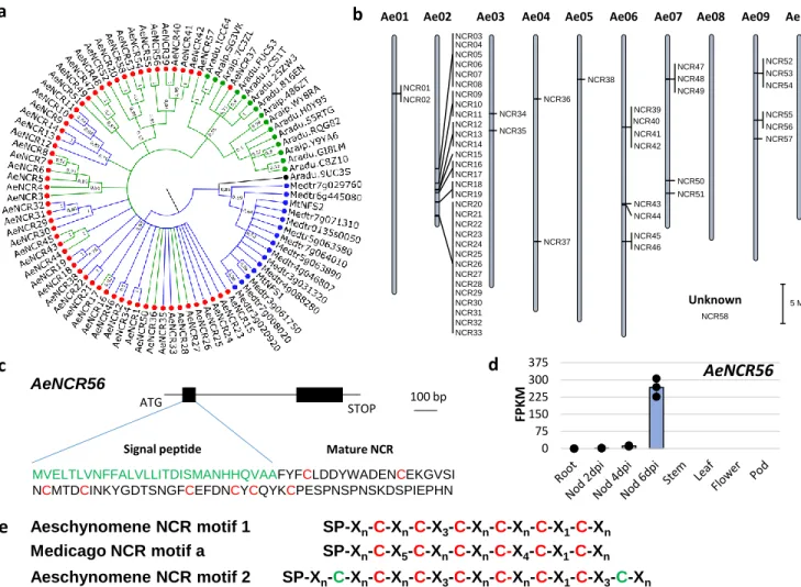 Figure 4 NCR genes in the Aeschynomene evenia genomeabNCR01NCR02NCR04NCR05NCR06NCR07NCR08NCR09NCR10NCR11NCR12NCR13NCR14NCR15NCR16NCR17NCR18NCR19NCR20NCR21NCR22NCR23NCR24NCR25NCR26NCR27NCR28NCR29NCR30NCR31NCR32NCR33NCR34NCR35NCR36NCR37NCR38 NCR39NCR40NCR41N