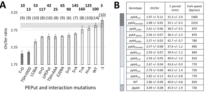 Fig. 3: Replication phenotypes in PEPut and Cat-PEPut interaction mutants. AB1,752,252,753,25Ori/terratioDPEPutE209AS>AH>AT>D1.753.252.252.75WTDT>ATSH>DDDTSH>AAAS>DH>DL536A