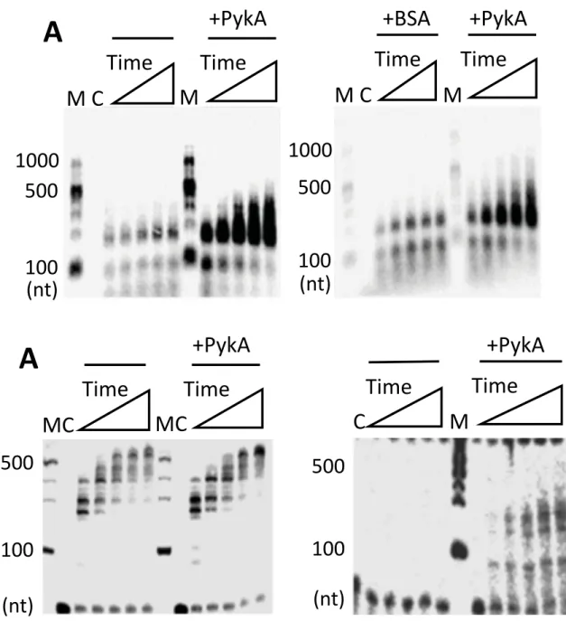 Fig. 5: PykA stimulates the DNA polymerase activity of DnaE. M CM+PykATimeTimeA M C M +PykATimeTime+BSAMCMC+PykATimeTimeACM +PykATimeTime(nt)1005001000(nt)100500100(nt)5001000100(nt)500