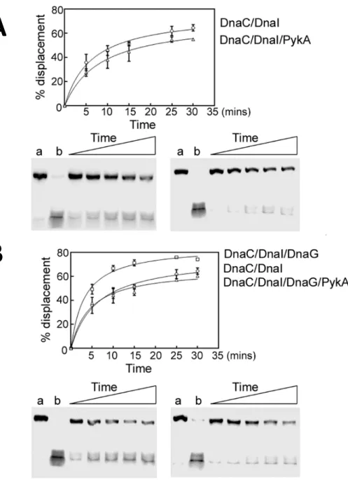 Fig. 6: PykA inhibits the helicase activity of the helicase DnaC and cancels the stimulation of DnaC by  DnaG