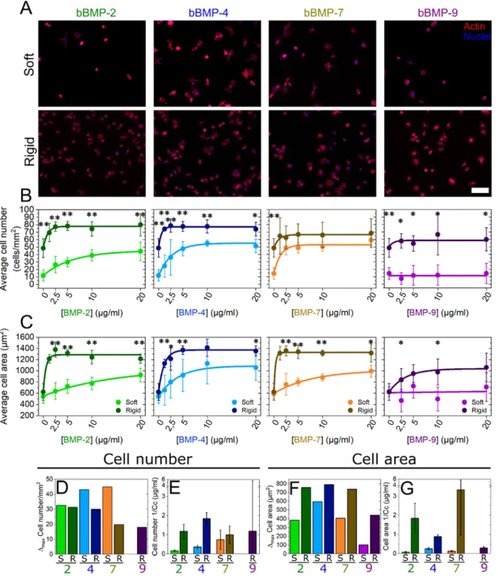 FIGURE 1. Quantification of C2C12 cell adhesion on soft and rigid films with four bBMPs (2, 4, 7, 9)  at increasing BMP-loading concentrations