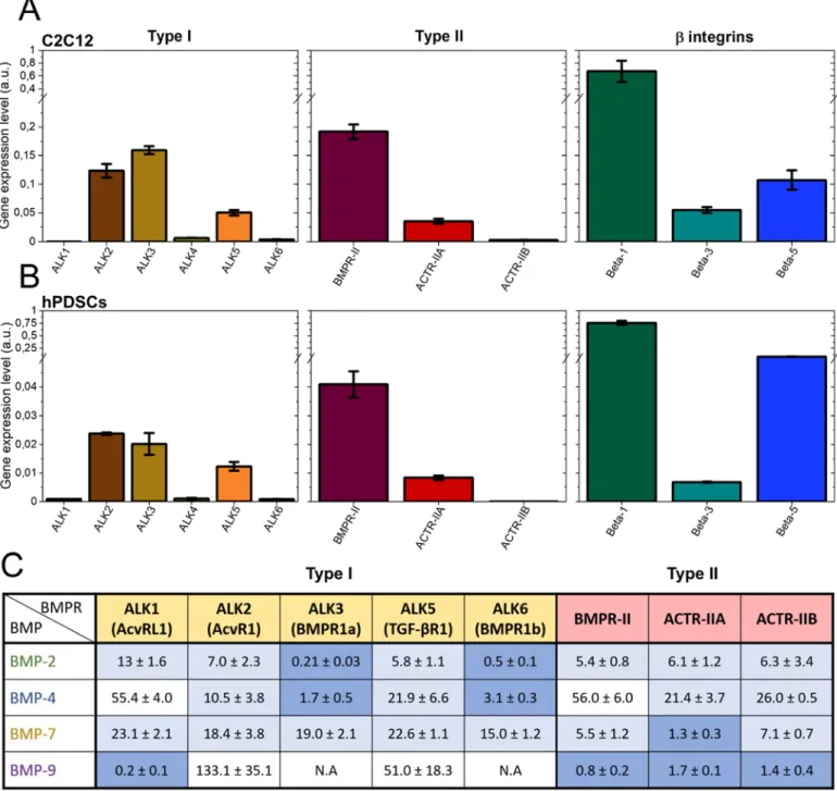 FIGURE 3.  Relative gene expression analysis of type I, type II BMP receptors and β-integrins