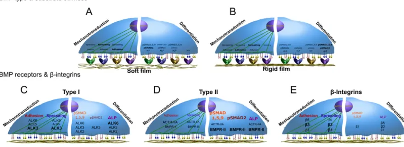 FIGURE 6. Schematic representations summarizing the major results of this study. The influence of the  4 bBMPs, depending on the film stiffness, on C2C12 cell adhesion and spreading, as mechanotransduction  parameters studied, and pSMAD1,5,9, pSMAD2 and AL