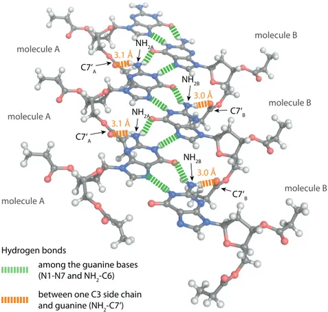 Figure 2.4: Illustration of hydrogen bonding in the crystal structure of dG(C3) 2 (structure taken from ref