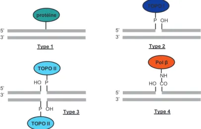 Figure 4 : Les 4 types de pontages ADN-protéines (8). TOPO : topoisomérase, Pol : polymérase 