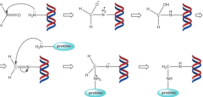 Figure 5 : Mécanisme de formation des pontages ADN-protéines induits par le formaldéhyde (9,19)