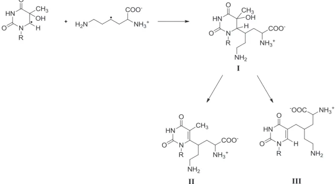 Figure 20 : Mécanisme de formation des adduits thymine-lysine proposé par Morimoto et al
