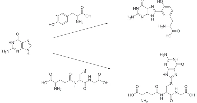 Figure 23 : Formation de d'adduits 8-Tyr-guanine et 8-GSH-guanine par un mécanisme radicalaire (79)
