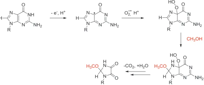 Figure 25 : Mécanisme de formation de l'adduit méthanol-guanine proposé par Morin et Cadet (83)