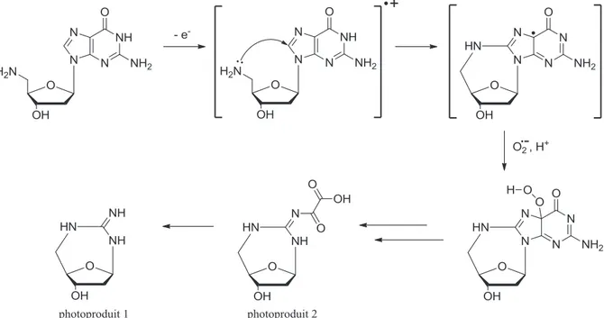 Figure 26 : Addition nucléophile de l'amine 5' en position C8 du 5'-amino-2'-didésoxyguanosine (4)