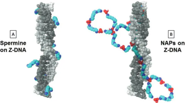 Figure 34 : Stabilisation de l'ADN-Z par la spermine « libre » vs NAPs (99). A : Structure 3D de l’ADN-Z co-cristallisé avec  la spermine (100)