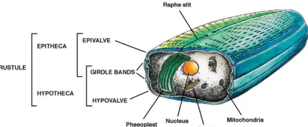 Figure 2.5. Scheme of a pennate diatom cell such as  Phaeodactylum . The cell  contains all typical organs including a vacuole (not shown)