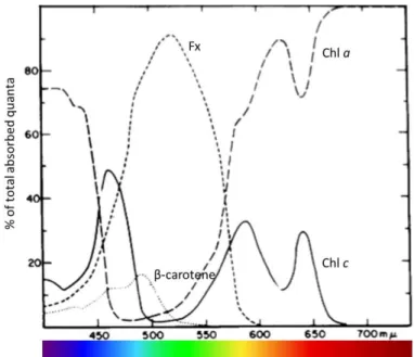 Figure 2.8:  Phaeodactylum  pigment fractional absorptions per wavelength .  Indicated are the proportions of light absorption by the different pigment classes at a  given wavelength