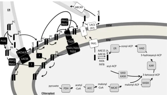 Figure 2.14: Hypothetical model of the eukaryotic fatty acid (FA) synthesis and  trafficking pathway in  Arabidopsis thaliana 