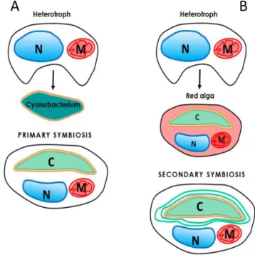 Figure 2.2 – Schematic representation of primary and secondary symbiosis. (A) Primary endosymbiosis