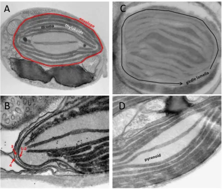 Figure 2.7 – Chloroplast details of P. tricornutum. (A) Whole cell view, the envelope is highlighted in red, the thylakoids in  white and the stroma space in black
