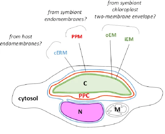 Figure 2.22 – Chimeric organization of the secondary plastid in diatoms. The scheme shows a fusiform cell of Phaeodactylum