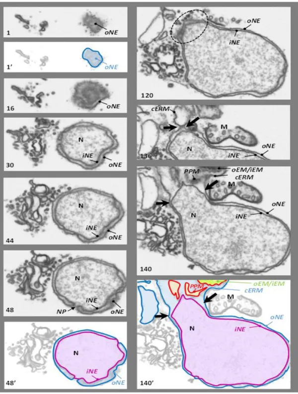 Figure 2.24 – Serial electron micrograph scanning of a Phaeodactylum disrupted cell at the level of the cERM–oNE isthmus
