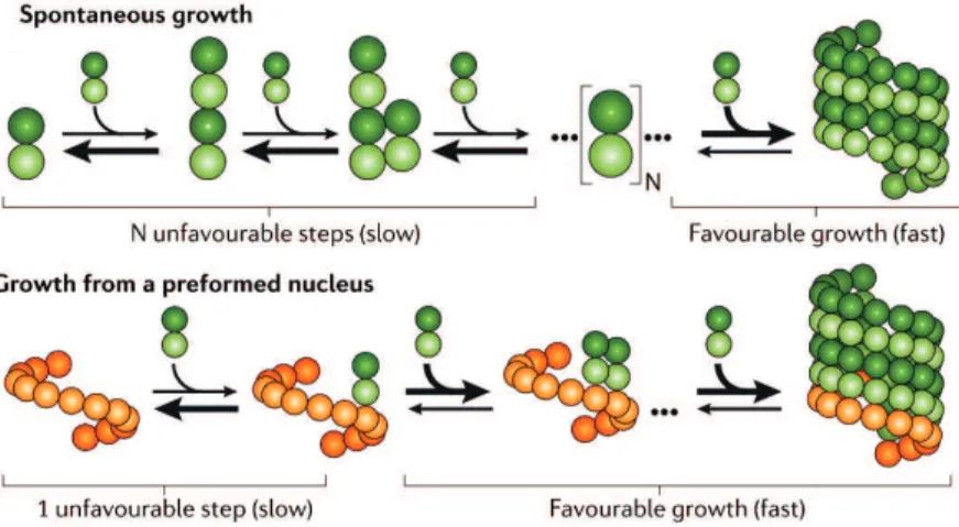 Figure 8: Microtubule nucleation is a slow, energetically unfavorable process, but it can be accelerated considerably by the presence of a nucleus (e.g
