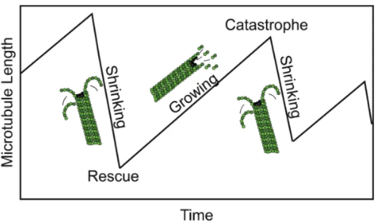 Figure 11: Microtubule dynamic instability phases. (Adapted from Hawkins et al., 2010) Upon depolymerization, the elastic energy stored in the GDP tubulin dimers is  re-leased when the depolymerizing protofilaments break the lateral bonds between each othe