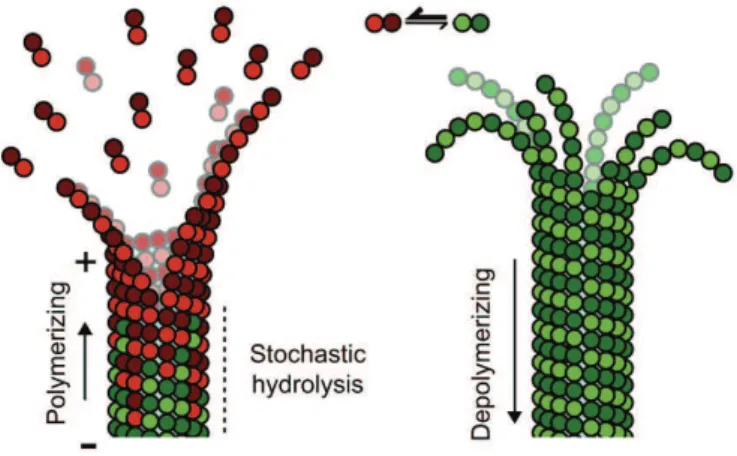 Figure 12: Microtubule assembly and shrinkage. During microtubule growth, GTP tubulin dimers (red) add at the ends of protofilaments which slightly curve outward