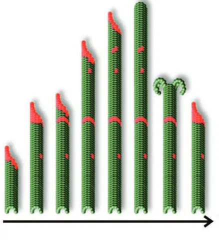 Figure 13: GTP islands are hypothesized to be rescue sites. As a microtubule grows, islands of GTP tubulin are proposed to be excluded from hydrolysis