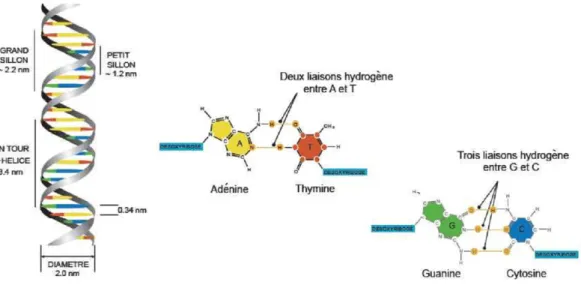 Figure 3  Structure en double hélice de l'ADN et formules chimiques des bases de l'ADN.