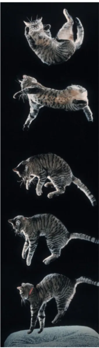 Figure 0.1. A modern version of Marey’s ultra-fast falling cat imaging. Photograph taken from (Stewart [189]).