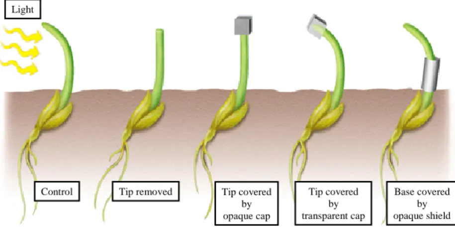 Fig 2. Darwin’s phototropic response experiments. Grass seedlings grow towards light. When the tip is removed  or covered by an opaque cap the shoots grow straight up