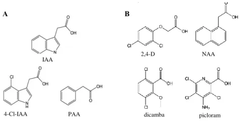 Fig 4. Chemical structures of naturally occurring (A) and artificial (B) auxin compounds