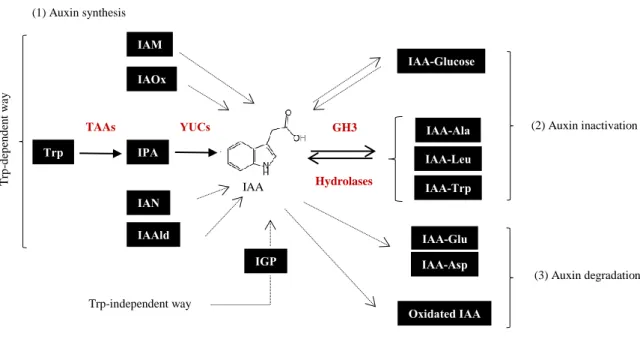 Fig 5. Auxin synthetic and inactivation pathways. Auxin can be synthetized in a Trp-dependent (from IAM, IAOx,  IPA, IAN or IAAld precursors) or a Trp-independent way (through IGP) (1)
